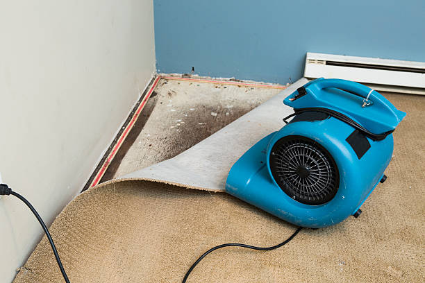 Best Mold removal after water damage  in Sparta, MI